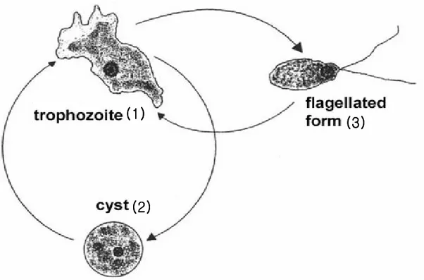 Fig. 1. The life cycle of Naegleria fowleri. N. fowleri changes its shape according to  the environmental changes