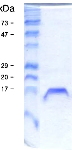 Fig.  4.    SDS-PAGE  band  pattern  of  a  recombinant  Nfa1  fusion  protein  expressed from an nfa1 gene