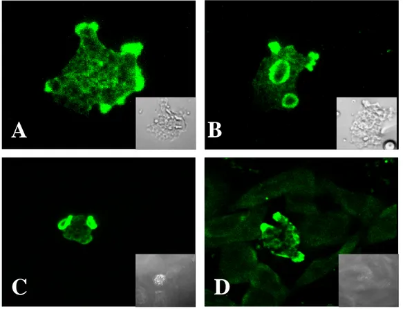 Fig. 6. Confocal microscopic findings of Naegleria fowleri trophozoites only and  co-cultured with CHO cells