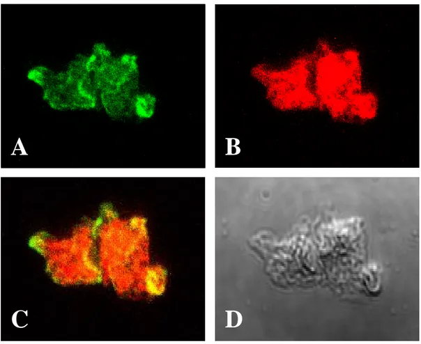 Fig. 7. Counter-staining of N. fowleri trophozoites to observe the localization of  the Nfa1 protein