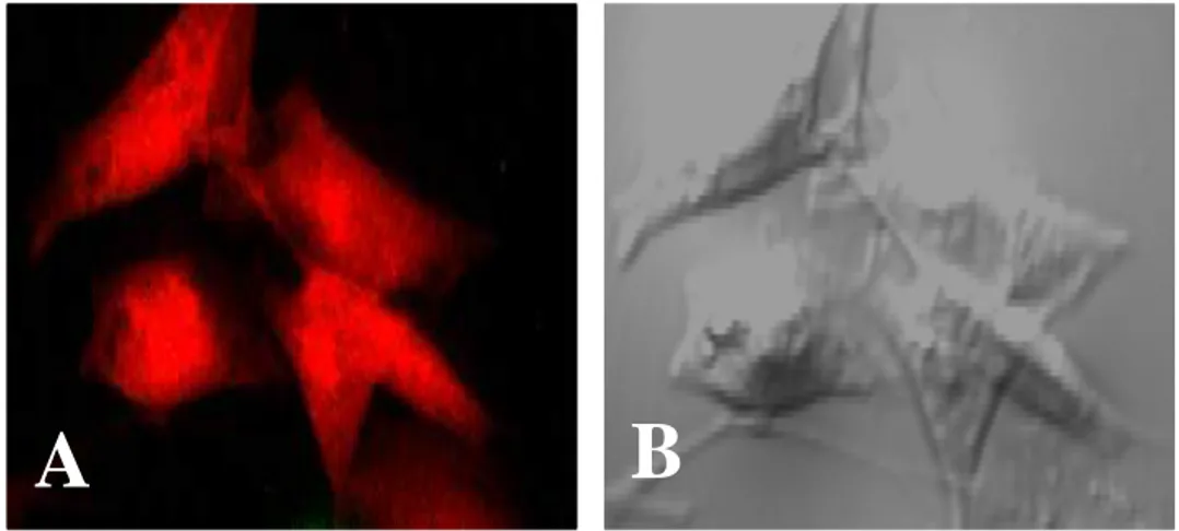 Fig. 8. CHO cells stained with 5-(and-6)-chloromethyl SNARF-1 (red).    A, Red color from CHO cells observed by a fluorescent microscope;   