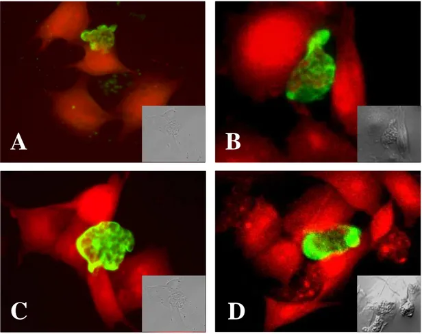 Fig. 9. Confocal microscopic findings of Naegleria fowleri trophozoites co-  cultured with CHO cells for 1 hr