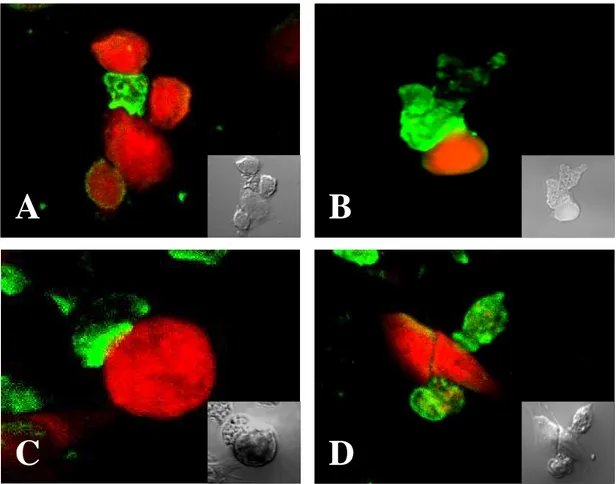 Fig. 10. Confocal microscopic findings of Naegleria fowleri trophozoites co-  cultured  with  CHO  cells  for  3  hr