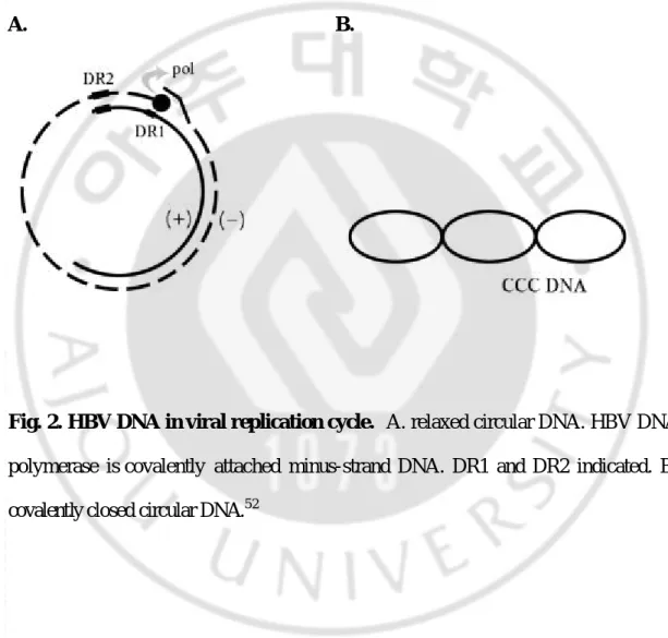 Fig. 2. HBV DNA in viral replication cycle.  A. relaxed circular DNA. HBV DNA 