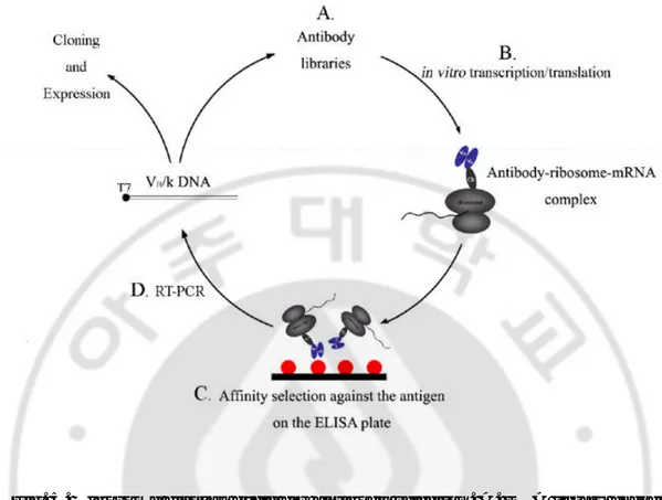 Fig. 5. Ribosome display cycle for antibody selection. A. DNA library encoding 