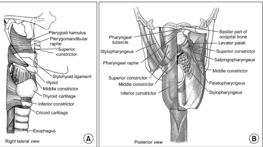 Fig.  1.  These  figures  show  normal  anatomy  of  normal  upper   esoph-ageal  sphincter