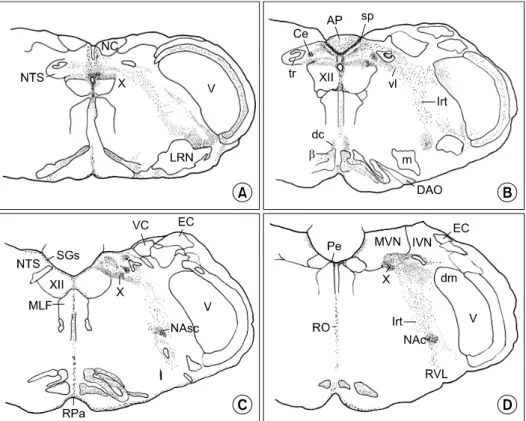 Fig.  2.  These  figures  show  medulla  oblongata,  caudal  (A),  (B)  and  rostral  (C),  (D)