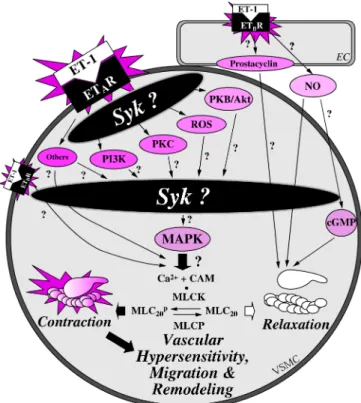 Figure 1. The schematic representation of vascular  responses through ET-1-induced signal transduction in  mammalian cells.