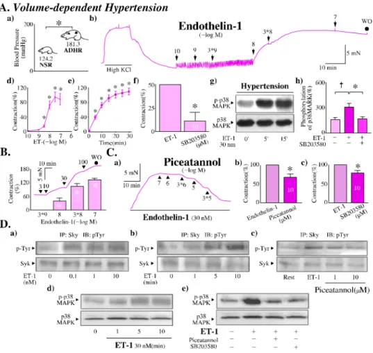 Figure 2. The difference of the pathophysiological responses between sham-treated (NSR) and  aldosterone-analogue DOCA-salt-treated rats (ADHR) and the effects of endothelin-1 on isometric  tension, Syk activity, and phosphorylation of p38MAPK from rat aor
