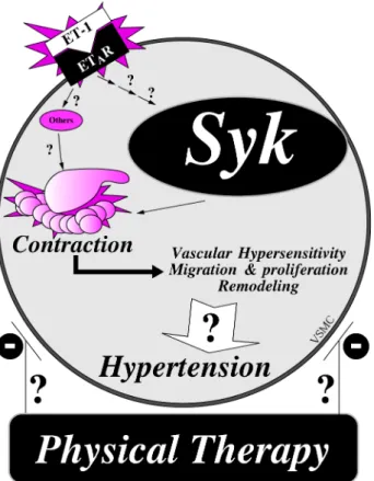 Figure 3. The schematic representation of  ET-1-induced contraction through Syk protein tyrosine  kinase in mammalian cells.