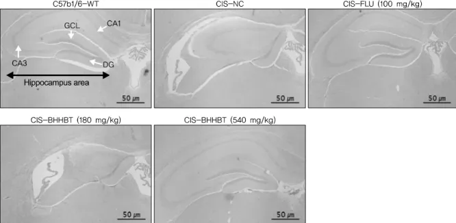 Fig. 4. Histological analysis of hippocampal lesions and neural loss of CIS-mice Brain