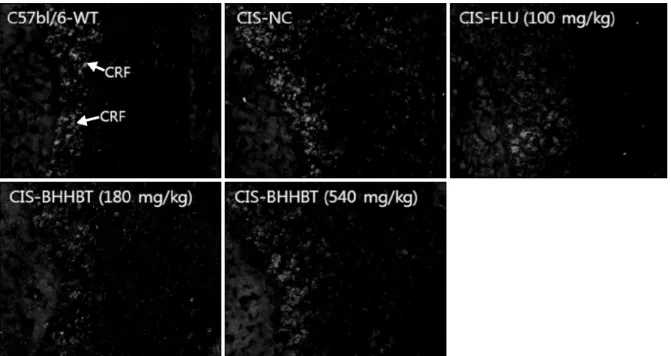 Fig. 5. Immunohistochemistry analysis of CRF protein tissue in the hippocampus of  CIS-mice