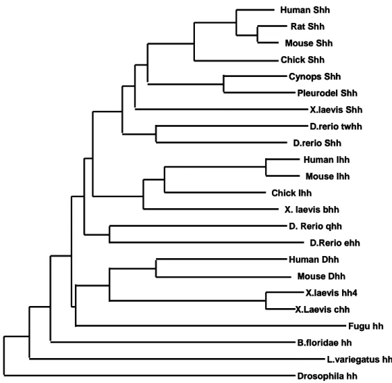Fig. 1. Phylogentic relationship of numbers of the Hh protein family 