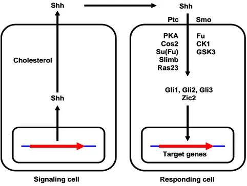 Fig.  2.  The  Shh  signaling  pathway.  Patched  (Ptc),  Smoothened  (Smo),  Protein  kinase A (PKA), Costal-2 (Cos-2), Suppressor of fused (Su(Fu)), Fused (Fu), Casein 