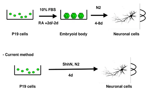 Fig. 4. The method for neural induction of P19 cells. 