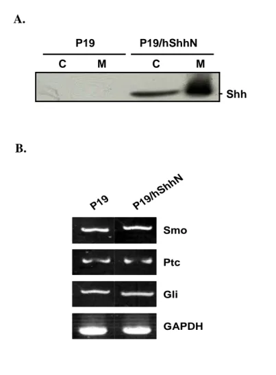 Fig.  5.  Generation  of  ShhN-Producing  P19  Cell  Lines.  (A)  Cells,  P19  and  P19/hShhN,  were  harvested  and  media  collected,  separated  by  SDS-polyacrylamide  gel  electrophoresis  (SDS-PAGE),  transferred  to  PVDF  membrane,  and  probed  wi