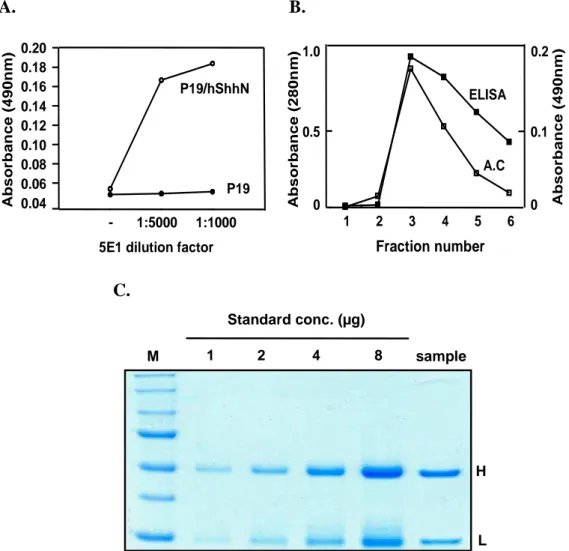 Fig. 6. Preparation of 5E1, a neutralizing antibody against Shh. 5E1 reacted with  secreted ShhN in ELISA at dilutions up to 1:1000~5:000 (ascitic fluid) (A)