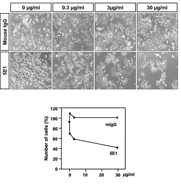 Fig.  7.  Soluble  Shh  activity  is  inhibited  by  Shh  neutralizing  antibody,  5E1