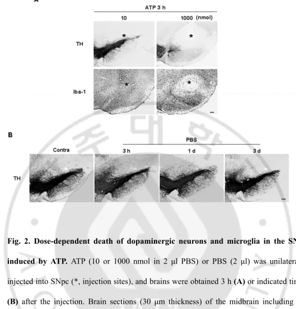 Fig. 2.  Dose-dependent death of dopaminergic neurons and microglia in the SNpc  induced by ATP