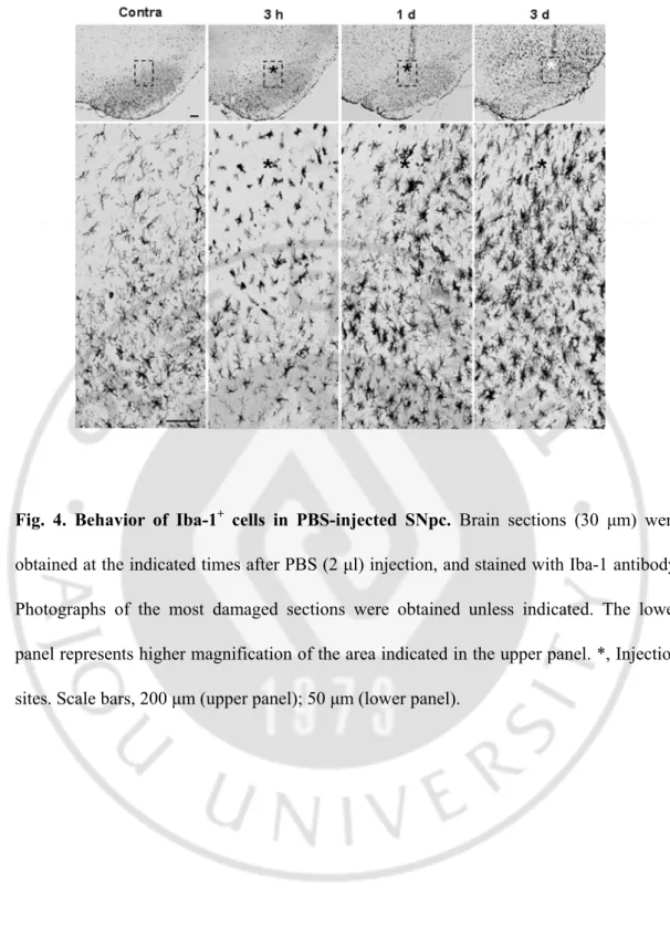 Fig. 4.  Behavior of Iba-1 +  cells in PBS-injected SNpc. Brain sections (30 μm) were 