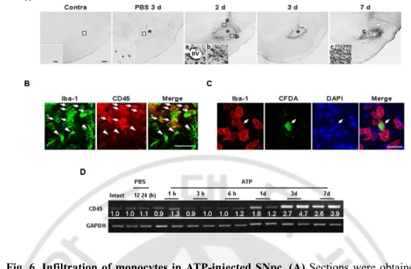 Fig. 6. Infiltration of monocytes in ATP-injected SNpc. (A) Sections were obtained at 