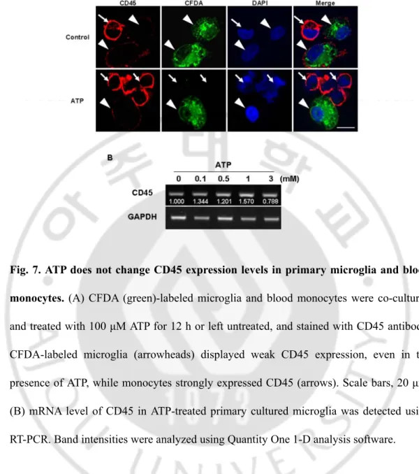 Fig. 7. ATP does not change CD45 expression levels in primary microglia and blood  monocytes