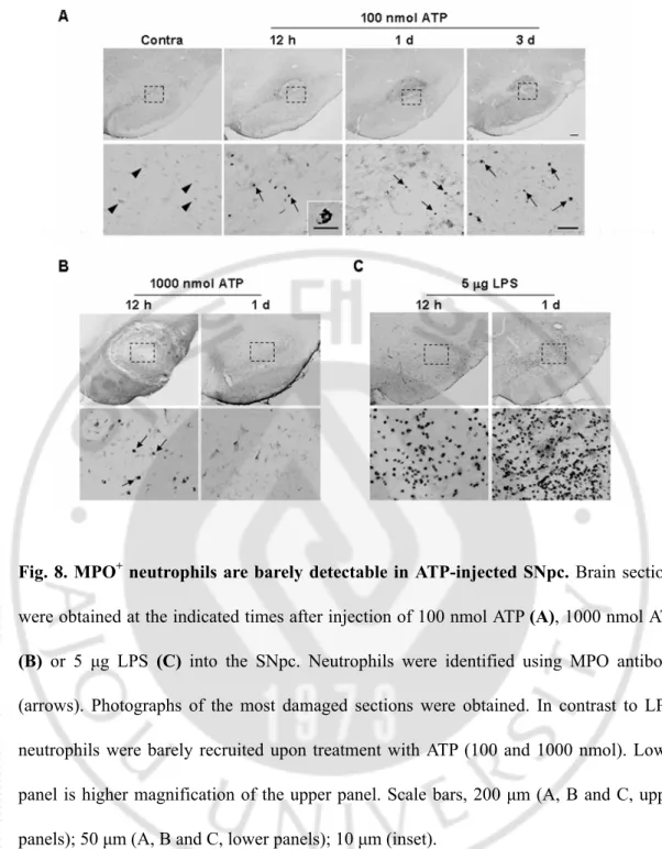 Fig. 8. MPO +  neutrophils are barely detectable in ATP-injected SNpc. Brain sections 