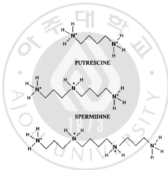 Fig. 1. Structure of polyamines (Seiler N, 2000). 