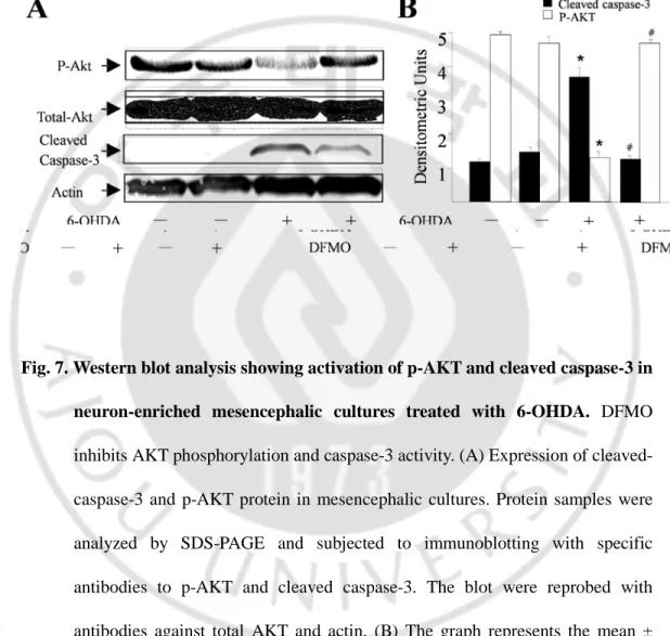 Fig. 7. Western blot analysis showing activation of p-AKT and cleaved caspase-3 in  neuron-enriched mesencephalic cultures treated with 6-OHDA