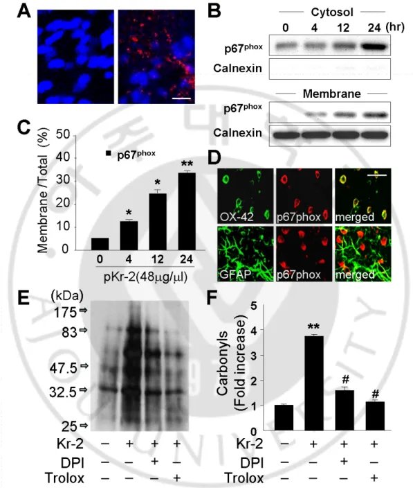 Fig.  11.  (A)  In situ  visualization of pKr-2-induced O 2 