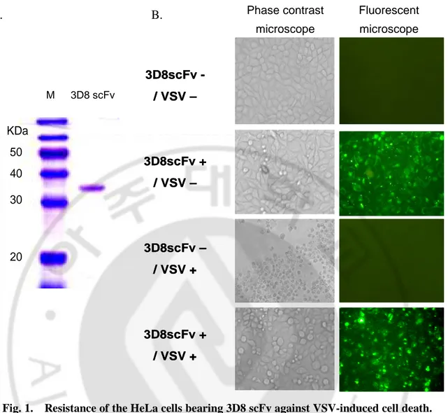 Fig. 1.    Resistance of the HeLa cells bearing 3D8 scFv against VSV-induced cell death