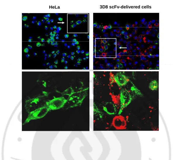Fig. 2. Exclusive localization of 3D8 scFv and VSV in HeLa cells. The HeLa cells were  electroporated with 20 ug of 3D8 scFv in 1 x 10 5  cells and infected with VSV (MOI = 10)