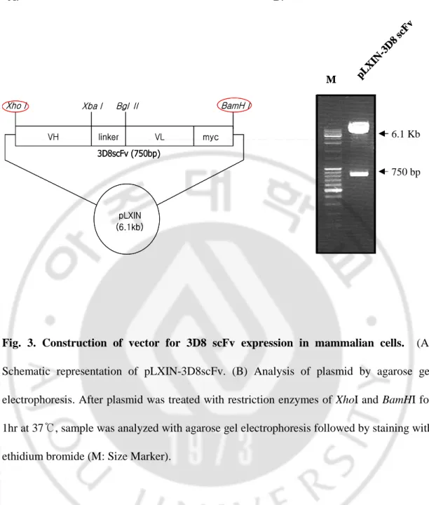 Fig.  3.  Construction  of  vector  for  3D8  scFv  expression  in  mammalian  cells.    (A)  Schematic  representation  of  pLXIN-3D8scFv