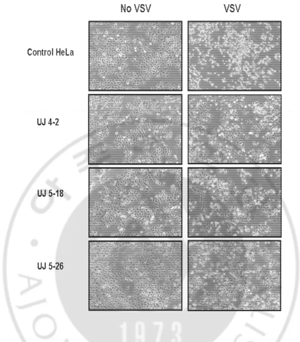 Fig.  4.    Resistance  of  stable  cell  lines  expressing  3D8  scFv  against  VSV-induced  cell  death