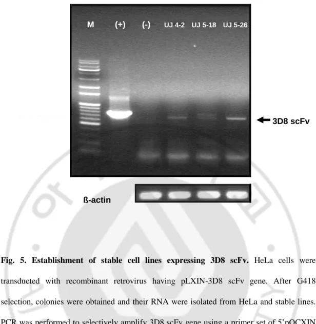 Fig.  5.  Establishment  of  stable  cell  lines  expressing  3D8  scFv.  HeLa  cells  were  transducted  with  recombinant  retrovirus  having  pLXIN-3D8  scFv  gene