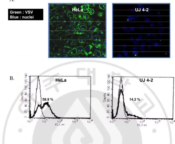 Fig.  7.    Reduction  of  VSV-G  protein  level  in  3D8  scFv-expressing  UJ  4-2.  3D8  scFv- scFv-expressing UJ 4-2 cells and HeLa control cells were infected with VSV (MOI = 0.1)