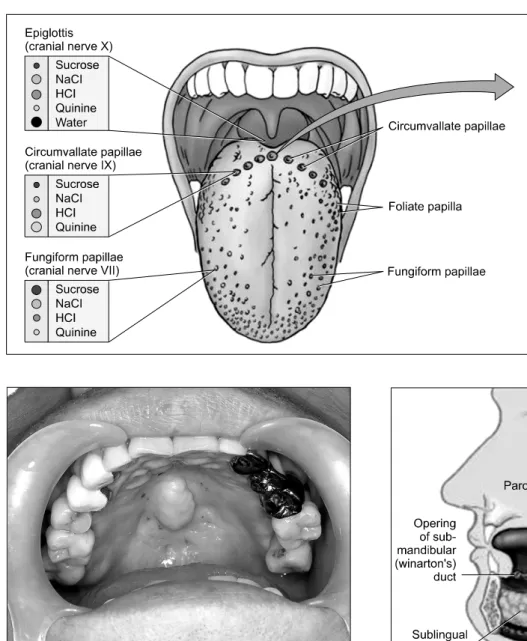 Fig.  3.  Tongue  and  papilla.  Each  papilla  has  specific  function  to  detect  different  taste.