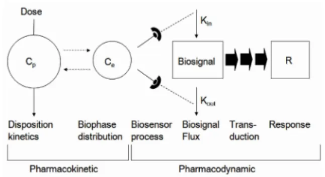 Fig. 3. Basic components of pharmacodynamic models of drug action. 14)