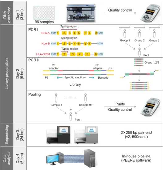 Fig.  2.  HLA  NGS  workflow.  HLA  NGS  workflow  started  with  multiplex  PCR  (PCR  I)  of  HLA-A,  -B,  and  -DRB1