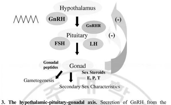 Fig. 3. The hypothalamic-pituitary-gonadal axis. Secretion of GnRH from the hypothalamus occurs in a pulsatile fashion and is partially responsible for controlling the number of GnRH-Rs in the pituitary gland and controls synthesis and secretion of FSH and