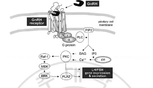 Fig. 4. Ligand-induced GnRH receptor activation and signal transduction, leading to LH and FSH gene expression and secretion