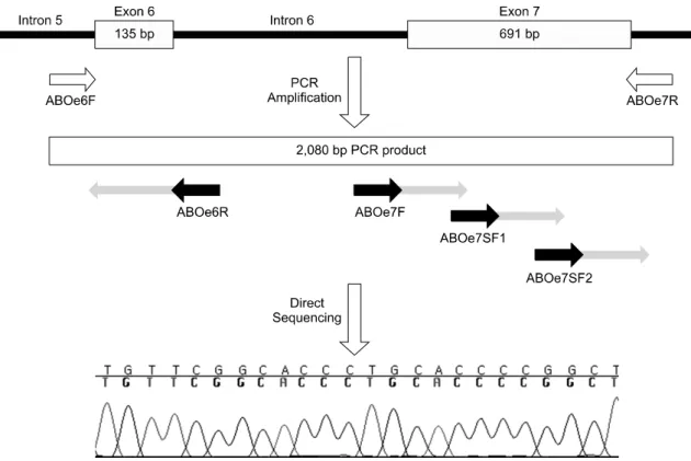 Fig.  1.  Schematic  illustration  describe  ABO  genotyping  using  PCR-direct  sequencing  of  exon  6  and  7  in  ABO  gene.
