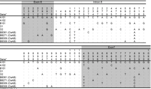 Fig.  2.  Intron  6  nucleotide polymorphisms  of  cis-AB  of  Korean.