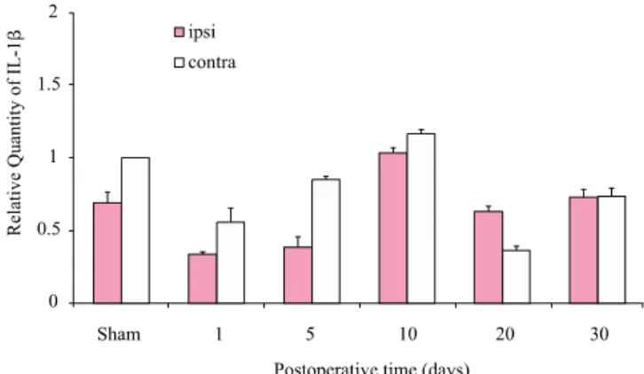 Figure 1. The mRNA expression of IL-1β in the ipsilateral (ipsi)  and contralateral (contra) sides of DRG after application of  nucleus pulposus to the nerve root for 30 days