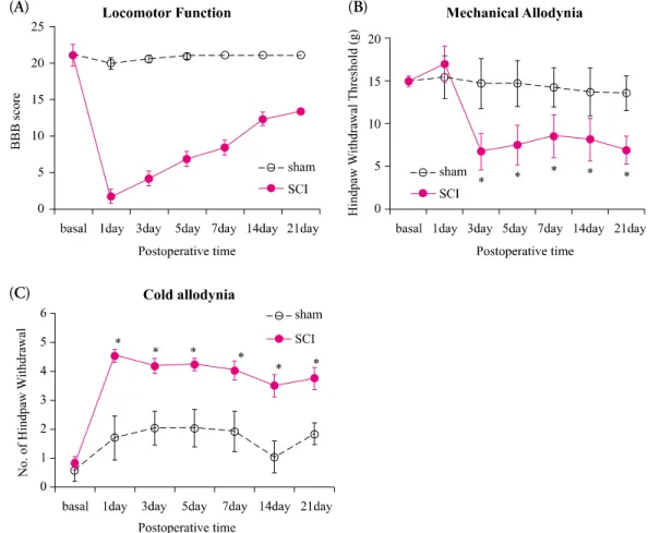 Figure 2. The changes of BBB locomotor scale for motor recovery after spinal hemisection (A)