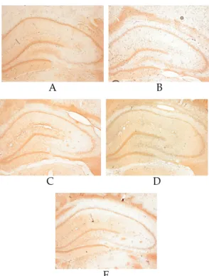 Fig. 9. Representative photomicrographs of coronal