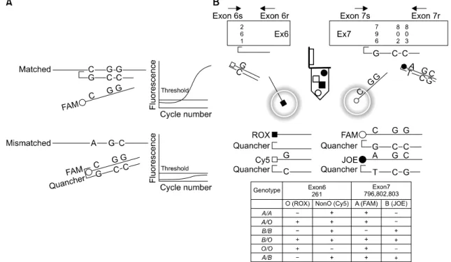 Fig. 1.  Schematic  illustration  of  the  real-time  PCR  genotyping  using  displacing  probes