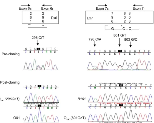 Fig.  2.  Atypical  results  in  the  real-time  PCR  using  displacing  probes  were  solved  by  direct  sequencing  and  PCR-based  cloning  of  exons  6&amp;7  of  ABO  gene
