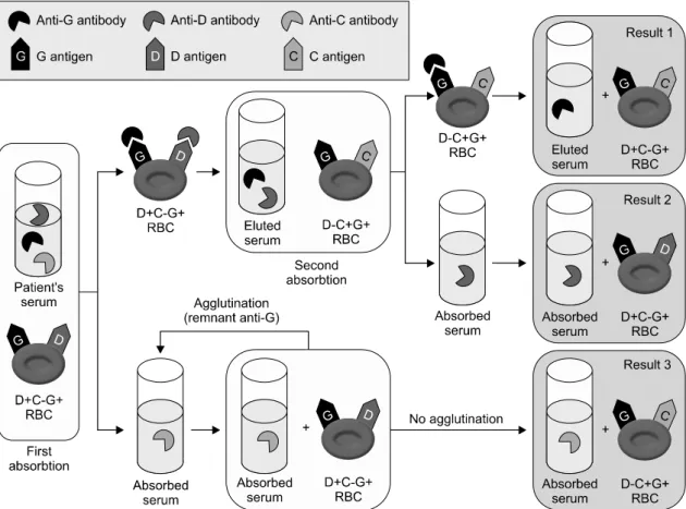 Fig.  1.  Anti-G  antibody  identification  process. 거된  이차  용출액을  얻었다.  2차  용출액과  r’r  (Cde/cde)  혈구가 3＋의 항원-항체 반응을 보여  항-G  항체를 동정하였다