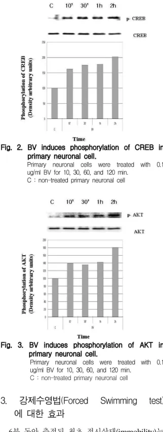 Fig. 1. The effect of bee venom on proliferation of primary neuronal cell.